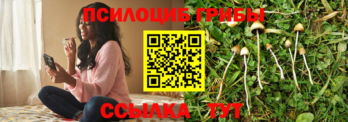 Галлюциногенные грибы Psilocybe Димитровград