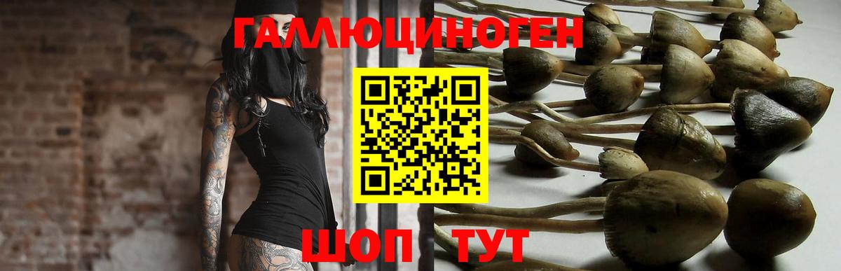 Псилоцибиновые грибы мухоморы  Вход с VPN  Димитровград  магазин    Псилоцибиновые грибы Psilocybe 